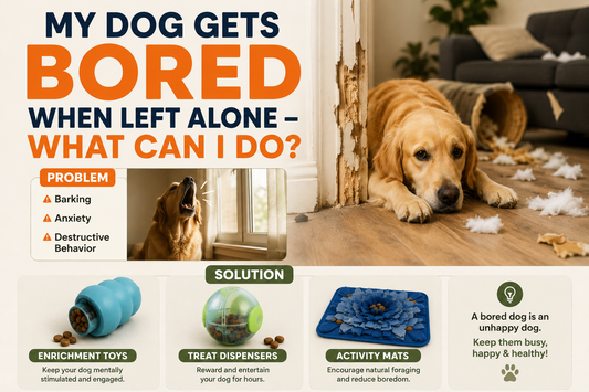 My Dog Gets Bored When Left Alone – What Can I Do?
